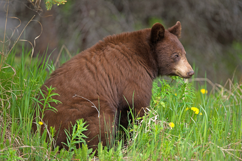 Mountain Wildlife | Mountain Wildlife