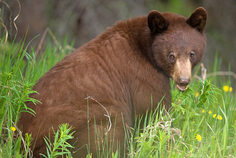 Mountain Wildlife | Mountain Wildlife